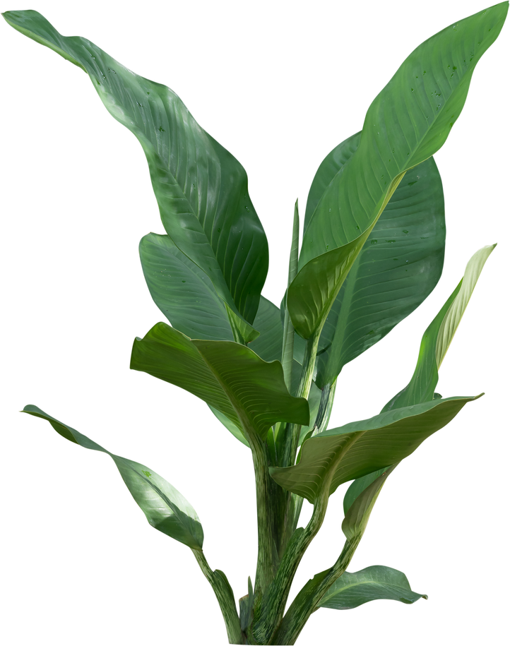 Cutout Green House Plant